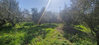Αγροτεμάχια 11.170 τ.μ. για πώληση, Μεσσηνία, Μεσσήνη-thumb-10