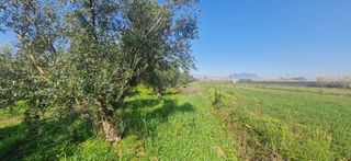 Αγροτεμάχια 11.170 τ.μ. για πώληση, Μεσσηνία, Μεσσήνη-thumb-11