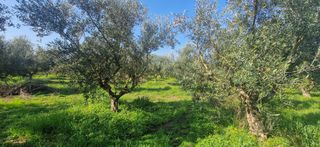 Αγροτεμάχια 11.170 τ.μ. για πώληση, Μεσσηνία, Μεσσήνη-thumb-12