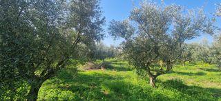 Αγροτεμάχια 11.170 τ.μ. για πώληση, Μεσσηνία, Μεσσήνη-thumb-13