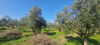 Αγροτεμάχια 11.170 τ.μ. για πώληση, Μεσσηνία, Μεσσήνη-thumb-14