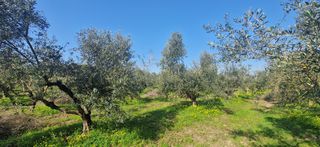 Αγροτεμάχια 11.170 τ.μ. για πώληση, Μεσσηνία, Μεσσήνη-thumb-15