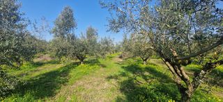 Αγροτεμάχια 11.170 τ.μ. για πώληση, Μεσσηνία, Μεσσήνη-thumb-16