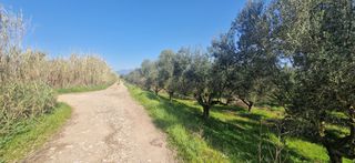 Αγροτεμάχια 11.170 τ.μ. για πώληση, Μεσσηνία, Μεσσήνη-thumb-17