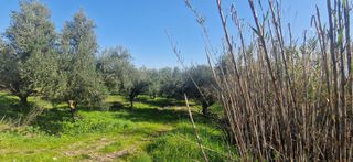 Αγροτεμάχια 11.170 τ.μ. για πώληση, Μεσσηνία, Μεσσήνη-thumb-19