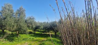 Αγροτεμάχια 11.170 τ.μ. για πώληση, Μεσσηνία, Μεσσήνη-thumb-20