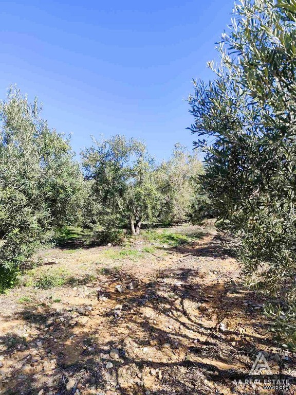 Αγροτεμάχια 8.000 τ.μ. πρός πώληση, Χαλκιδική, Τριγλία
