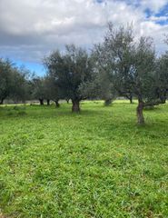 Αγροτεμάχια 8.500 τ.μ. για πώληση