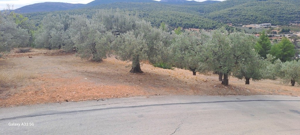 Αγροτεμάχια 4.457 τ.μ. πρός πώληση, Κορινθία, Σολύγεια