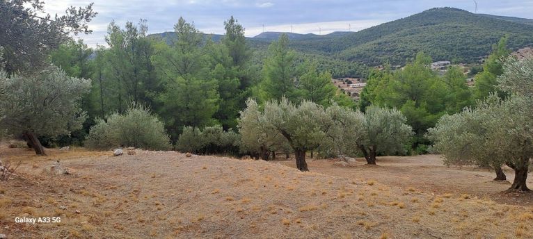 Αγροτεμάχια 4.457 τ.μ. για πώληση, Κορινθία, Σολύγεια