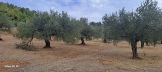 Αγροτεμάχια 4.457 τ.μ. για πώληση, Κορινθία, Σολύγεια-thumb-12