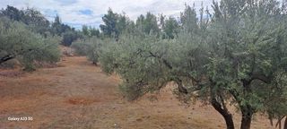 Αγροτεμάχια 4.457 τ.μ. για πώληση, Κορινθία, Σολύγεια-thumb-11