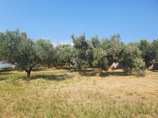 Land plot 2.430 sqm for sale, Achaia, Erineo-thumb-3