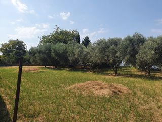 Land plot 2.430 sqm for sale, Achaia, Erineo-thumb-2