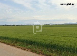 Αγροτεμάχια 4.900 τ.μ. πρός πώληση, Ν. Κοζάνης, Πτολεμαϊδα