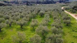 Αγροτεμάχια 17.883 τ.μ. για πώληση
