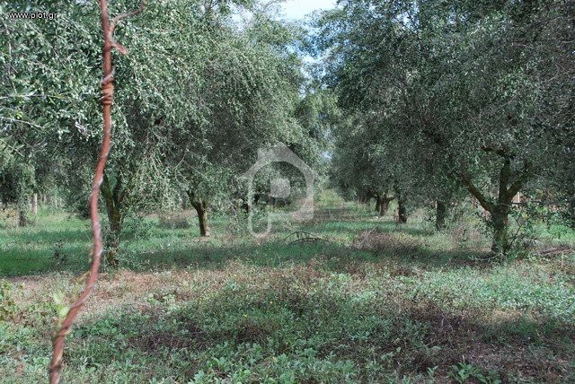Αγροτεμάχια 16.000 τ.μ. πρός πώληση, Αχαΐα, Διακοπτό
