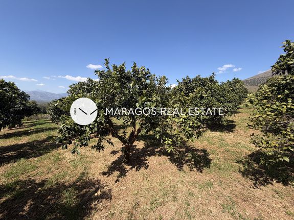 Αγροτεμάχια 16.217 τ.μ. για πώληση, Αργολίδα, Μυκήνες
