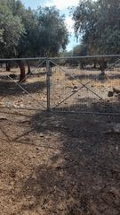 Αγροτεμάχια 1.700 τ.μ. για πώληση, Ν. Καβάλας, Θάσος-thumb-4