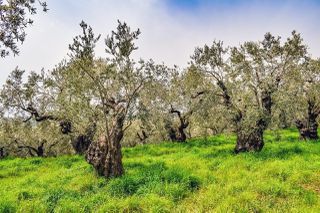 Αγροτεμάχια 1.700 τ.μ. για πώληση, Ν. Καβάλας, Θάσος-thumb-5