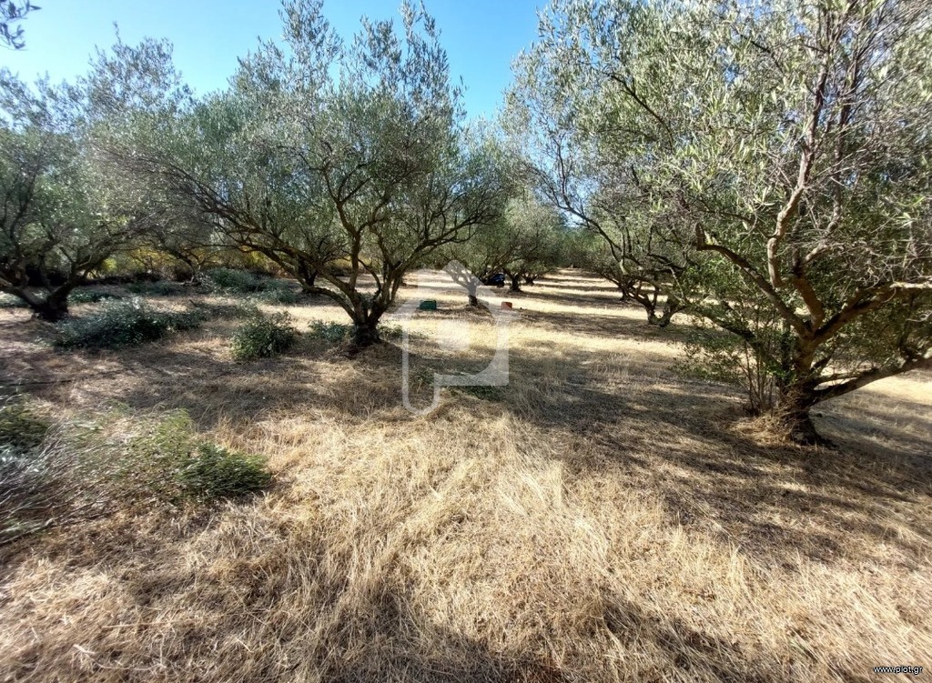 Αγροτεμάχια 3.500 τ.μ. προς πώληση, Κέντρο Βασιλικών