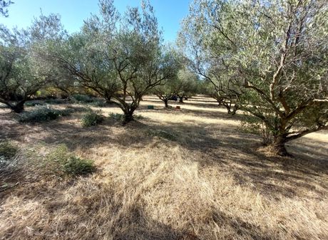 Αγροτεμάχια 3.500 τ.μ. για πώληση