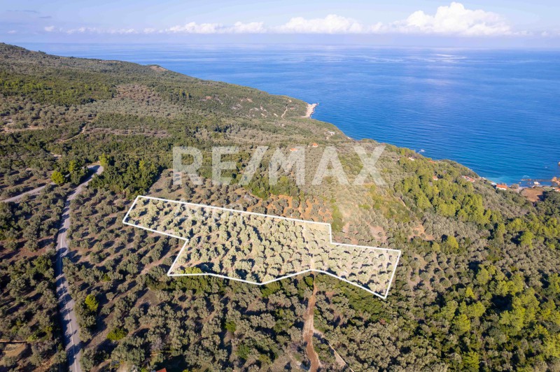 Αγροτεμάχια 9.732 τ.μ. πρός πώληση, Μαγνησία, Σηπιάδα