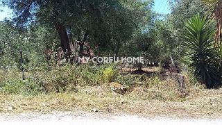 Οικόπεδο 6.500 τ.μ. για πώληση, Ν. Κέρκυρας, Κέρκυρα-thumb-6