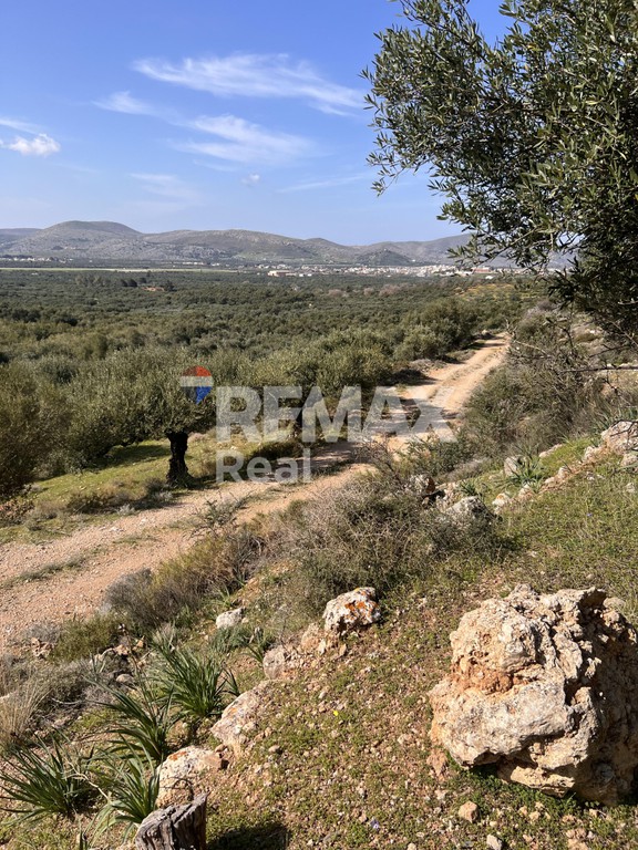Οικόπεδο 6.631 τ.μ. προς πώληση, Λιλιανό