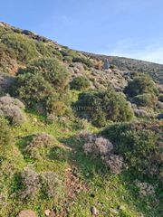 Αγροτεμάχια 10.500 τ.μ. προς πώληση