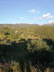 Αγροτεμάχια 10.000 τ.μ. για πώληση