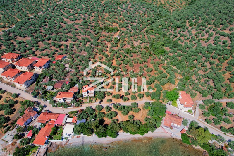 Αγροτεμάχια 6.855 τ.μ. πρός πώληση, Μαγνησία, Σούρπη