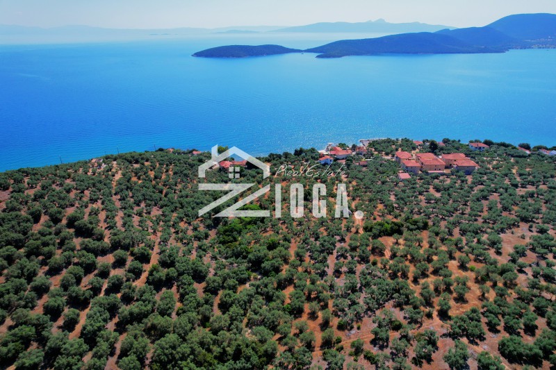 Αγροτεμάχια 6.855 τ.μ. πρός πώληση, Μαγνησία, Σούρπη