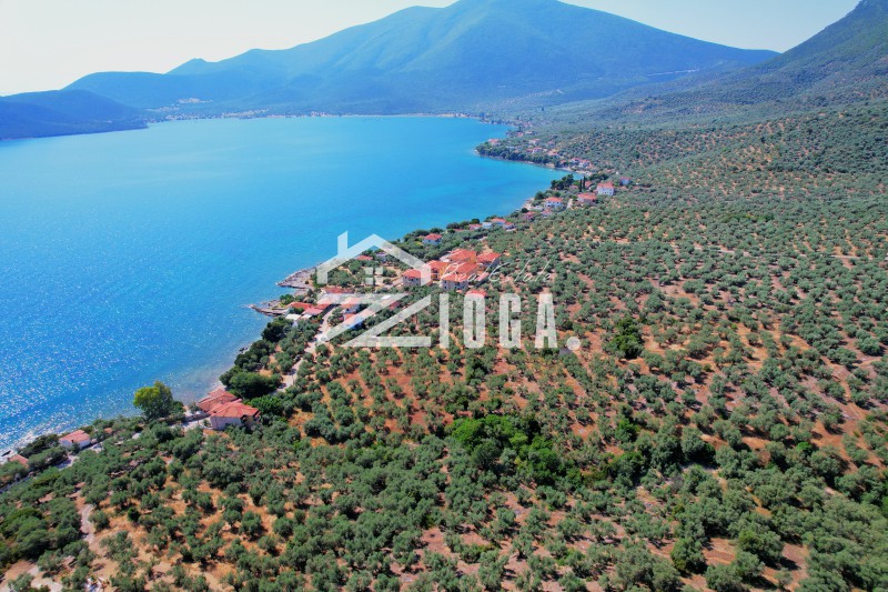 Αγροτεμάχια 6.855 τ.μ. πρός πώληση, Μαγνησία, Σούρπη