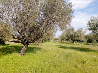 Αγροτεμάχια 1.223 τ.μ. για πώληση