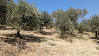 Αγροτεμάχια 8.220 τ.μ. για πώληση, Ν. Ρεθύμνου, Αρκάδι-thumb-4