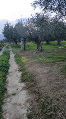 Αγροτεμάχια 8.000 τ.μ. για πώληση