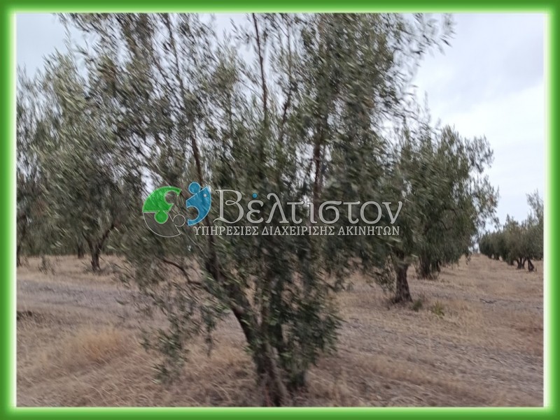 Αγροτεμάχια 21.300 τ.μ. πρός πώληση, Θεσσαλονίκη - Περιφ/Κοί Δήμοι, Θέρμη