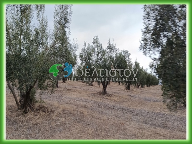 Αγροτεμάχια 21.300 τ.μ. πρός πώληση, Θεσσαλονίκη - Περιφ/Κοί Δήμοι, Θέρμη