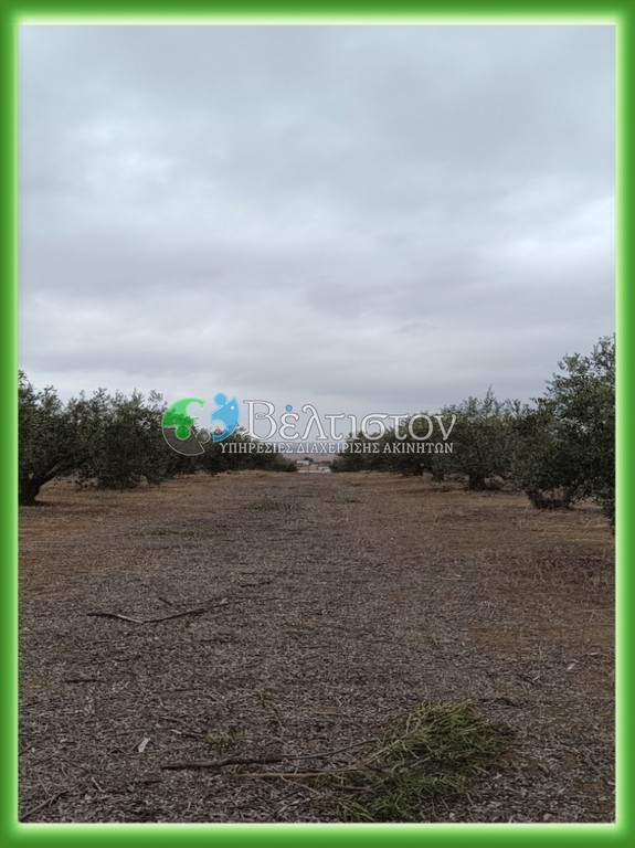 Αγροτεμάχια 21.300 τ.μ. πρός πώληση, Θεσσαλονίκη - Περιφ/Κοί Δήμοι, Θέρμη