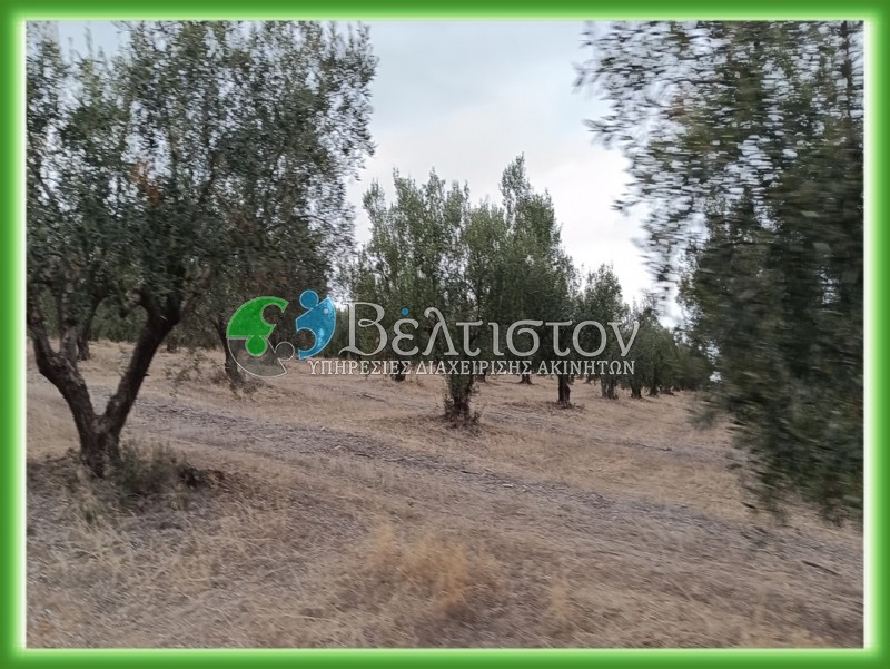 Αγροτεμάχια 21.300 τ.μ. πρός πώληση, Θεσσαλονίκη - Περιφ/Κοί Δήμοι, Θέρμη