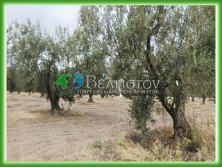 Αγροτεμάχια 21.300 τ.μ. για πώληση