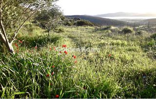 Αγροτεμάχια 8.011 τ.μ. για πώληση