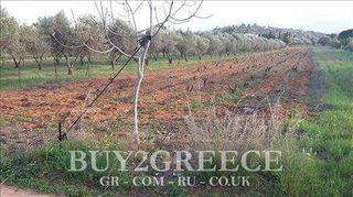 Αγροτεμάχια 3.600 τ.μ. για πώληση