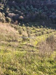 Αγροτεμάχια 6.508 τ.μ. για πώληση