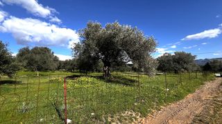 Αγροτεμάχια 2.160 τ.μ. για πώληση
