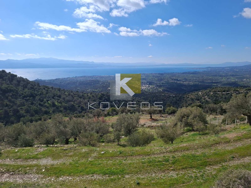 Αγροτεμάχια 12.000 τ.μ. πρός πώληση, Εύβοια, Αμάρυνθος