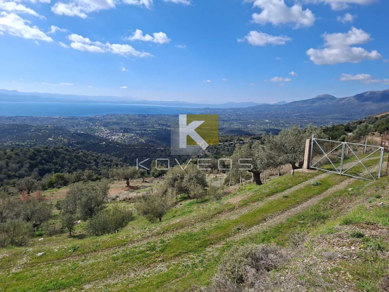 Αγροτεμάχια 12.000 τ.μ. πρός πώληση, Εύβοια, Αμάρυνθος