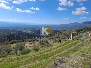 Αγροτεμάχια 12.000 τ.μ. προς πώληση, Σέτα-thumb-1