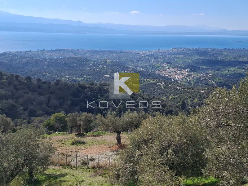 Αγροτεμάχια 12.000 τ.μ. πρός πώληση, Εύβοια, Αμάρυνθος